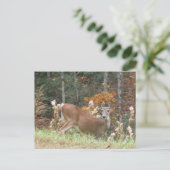 Autumn Deer in het Arrowadmeer GA Briefkaart (Staand voorkant)