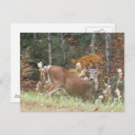 Autumn Deer in het Arrowadmeer GA Briefkaart (Voorkant / Achterkant)