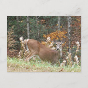 Autumn Deer in het Arrowadmeer GA Briefkaart