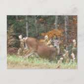Autumn Deer in het Arrowadmeer GA Briefkaart (Voorkant)