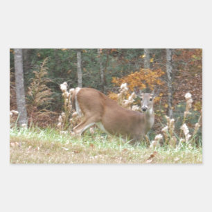 Autumn Deer in het Arrowadmeer GA Rechthoekige Sticker