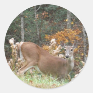 Autumn Deer in het Arrowadmeer GA Ronde Sticker