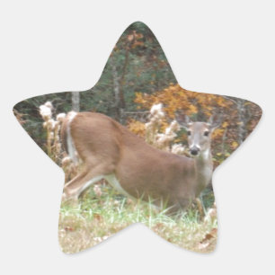 Autumn Deer in het Arrowadmeer GA Ster Sticker