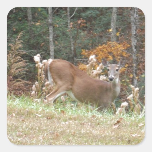 Autumn Deer in het Arrowadmeer GA Vierkante Sticker (Voorkant)