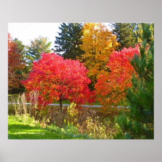 "AUTUMN DELIGHT" / HERFST KLEUR BIJ TOLEDO BOTANIC POSTER (Voorkant)