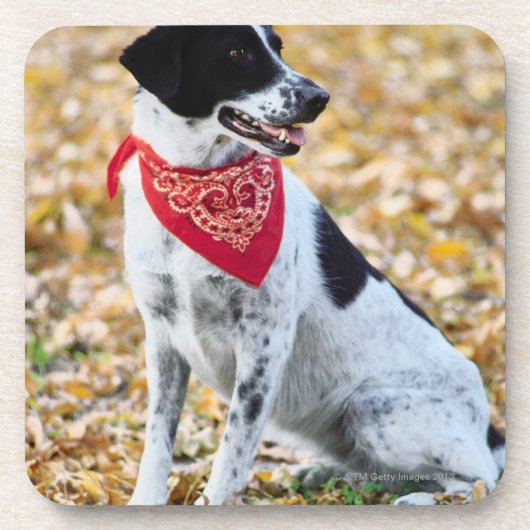 Autumn Dog Bier Onderzetter (Voorkant)