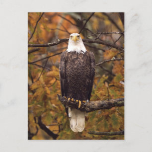 Autumn Eagle Foto Briefkaart