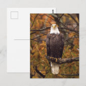 Autumn Eagle Foto Briefkaart (Voorkant / Achterkant)
