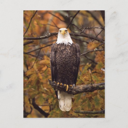 Autumn Eagle Foto Briefkaart (Voorkant)