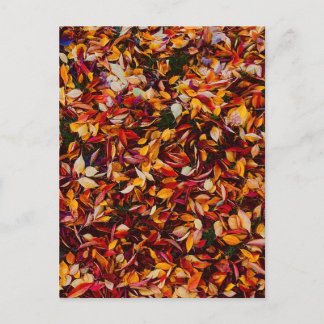 Autumn Fall Color Foliage Leaves  Briefkaart
