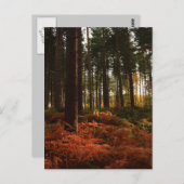 Autumn Ferns Briefkaart (Voorkant / Achterkant)