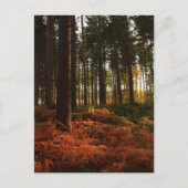 Autumn Ferns Briefkaart (Voorkant)