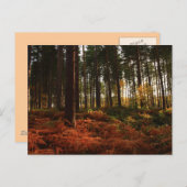 Autumn Ferns Briefkaart (Voorkant / Achterkant)