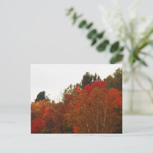 Autumn Field Adirondacks Trees Scene Landschap Briefkaart (Staand voorkant)