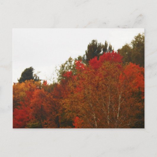 Autumn Field Adirondacks Trees Scene Landschap Briefkaart (Voorkant)