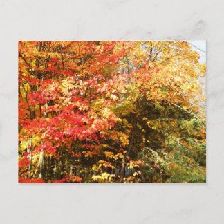 Autumn Field Adirondacks Trees Scene Landschap Briefkaart