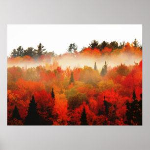 Autumn Field Adirondacks Trees Scene Landschap Poster