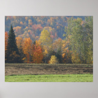 Autumn Field Adirondacks Trees Scene Landschap Poster