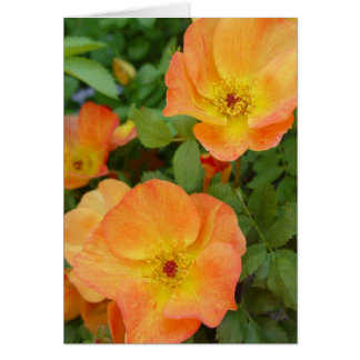 Autumn Flame Rozen Card