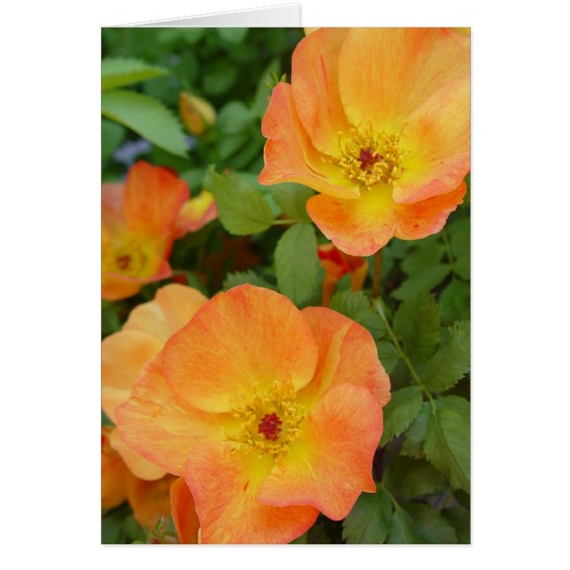 Autumn Flame Rozen Card (Voorkant)