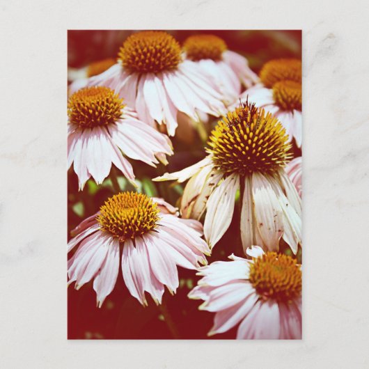 Autumn Flowers Briefkaart (Voorkant)
