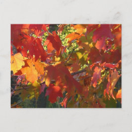 Autumn Foliage Briefkaart