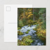 Autumn foliage & Douglas Fir Border Roaring River Briefkaart (Voorkant / Achterkant)