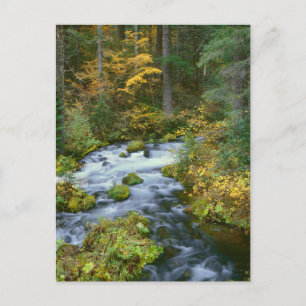 Autumn foliage & Douglas Fir Border Roaring River Briefkaart