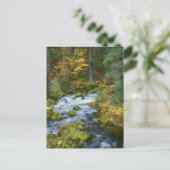 Autumn foliage & Douglas Fir Border Roaring River Briefkaart (Staand voorkant)