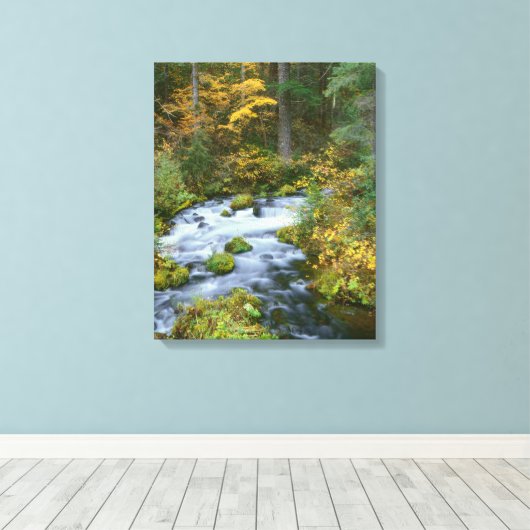 Autumn foliage & Douglas Fir Border Roaring River Canvas Afdruk (Insitu (Houten vloer))