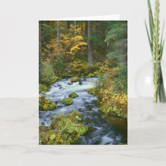 Autumn foliage & Douglas Fir Border Roaring River Kaart (Voorkant)