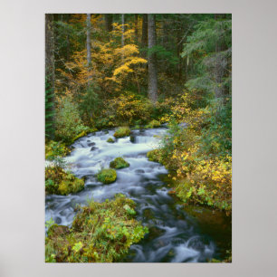 Autumn foliage & Douglas Fir Border Roaring River Poster