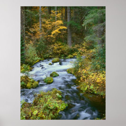 Autumn foliage & Douglas Fir Border Roaring River Poster (Voorkant)