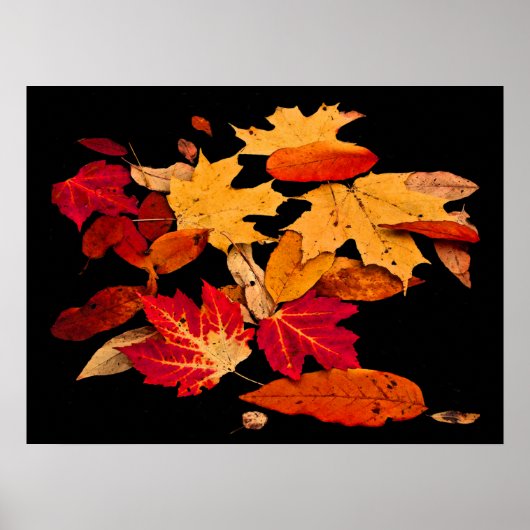Autumn Foliage in Red Oranje Yellow Brown Poster (Voorkant)