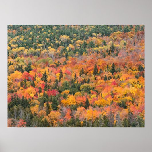 Autumn Foliage | Keweenaw Peninsula, Michigan Poster (Voorkant)