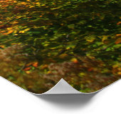 Autumn Foliage Poster (Hoek)