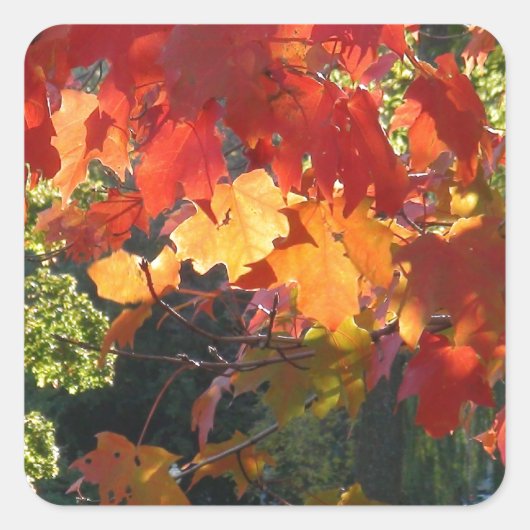 Autumn Foliage Vierkante Sticker (Voorkant)