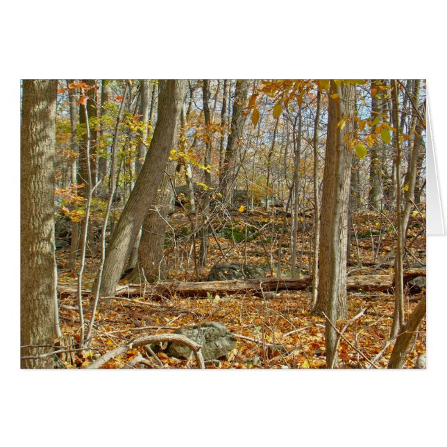 Autumn Forest (Voorkant Horizontaal)