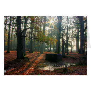 Autumn Forest