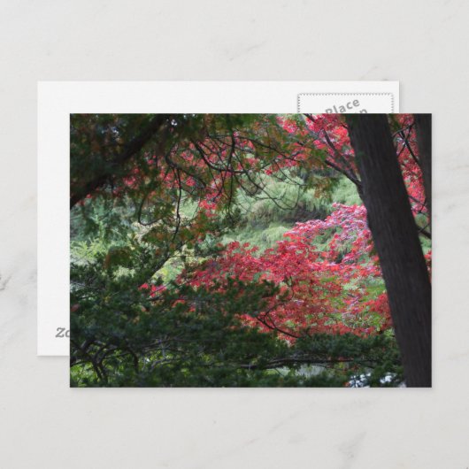 Autumn Forest Briefkaart (Voorkant / Achterkant)