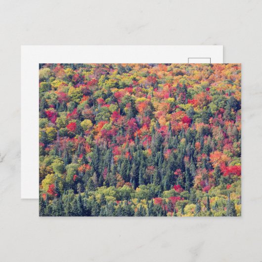 Autumn Forest Landscape Briefkaart (Voorkant / Achterkant)