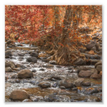 AUTUMN FOREST RIVER SEDONA ARIZONA