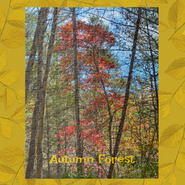 Autumn Forest Schilderachtig Landscape Photographi Legpuzzel