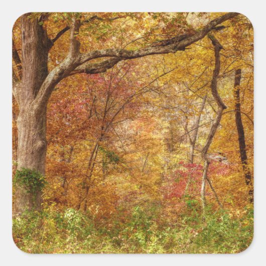 Autumn Forest Vierkante Sticker (Voorkant)