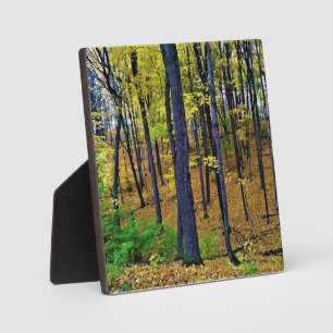 Autumn Forest, West Bend, Wisconsin Fotoplaat