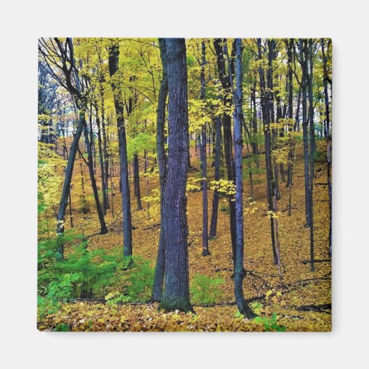 Autumn Forest, West Bend, Wisconsin Magneet (Voorkant)