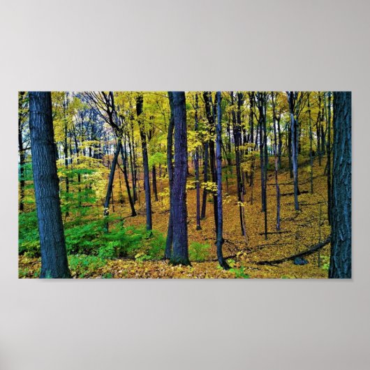 Autumn Forest, West Bend, Wisconsin Poster (Voorkant)