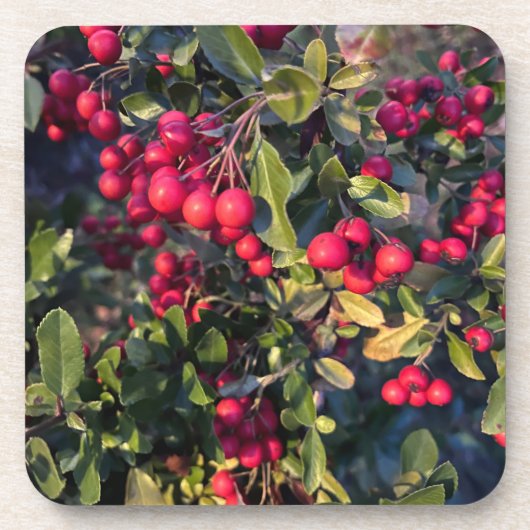 Autumn fruit bier onderzetter (Voorkant)
