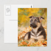 Autumn German shepherd puppy Briefkaart (Voorkant / Achterkant)