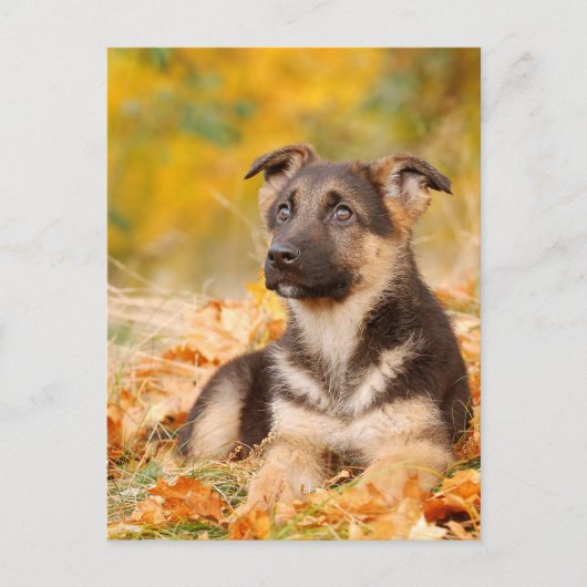 Autumn German shepherd puppy Briefkaart (Voorkant)